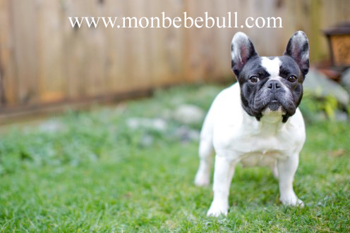 Pied French Bulldog female.jpg